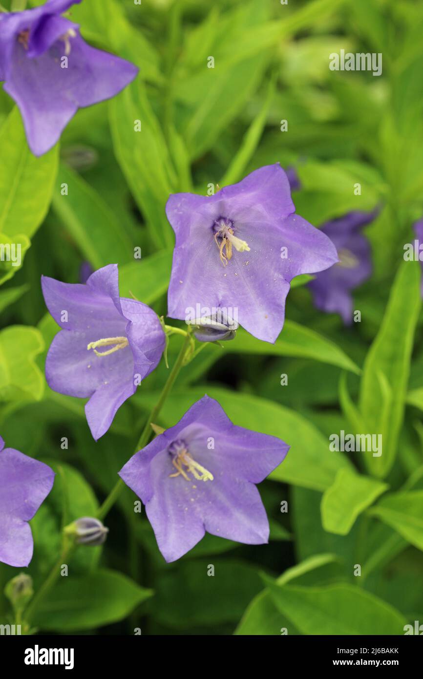 Blue canterbury bell, Campanula unknown species, flowers in close up with a blurred background of leaves. Stock Photo