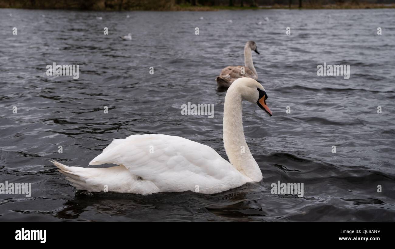 A mute swans floating on a lake in winter Stock Photo