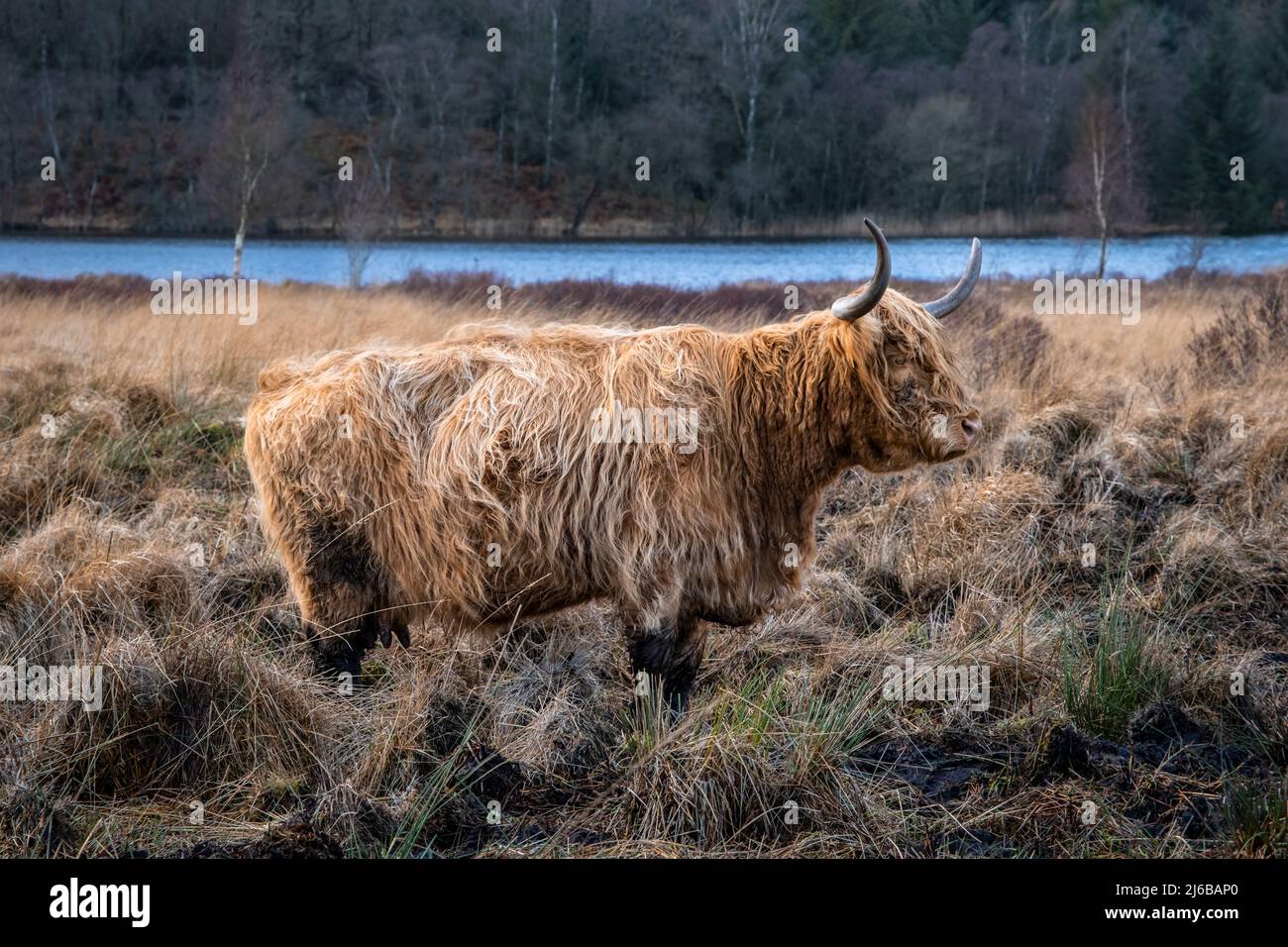 A highland cow with horns standing in a Scottish field in winter Stock Photo