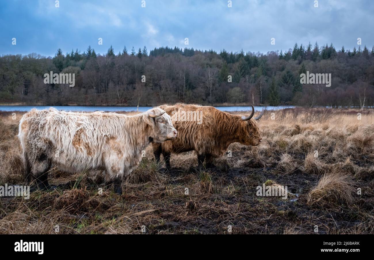 Two highland cows standing in a Scottish field in winter, with a loch and woodland in the background, Mossdale, Scotland Stock Photo