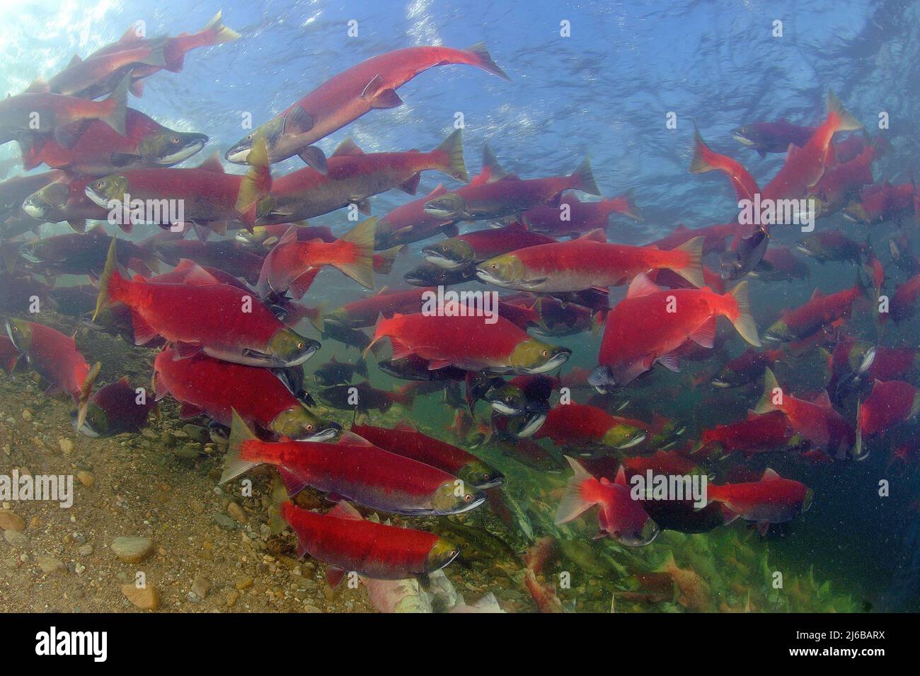 A schooling of Sockeye Salmons (Oncorhynchus nerka), swimming up the Adams River, Roderick Haig-Brown Provincial Park, British Columbia, Canada Stock Photo