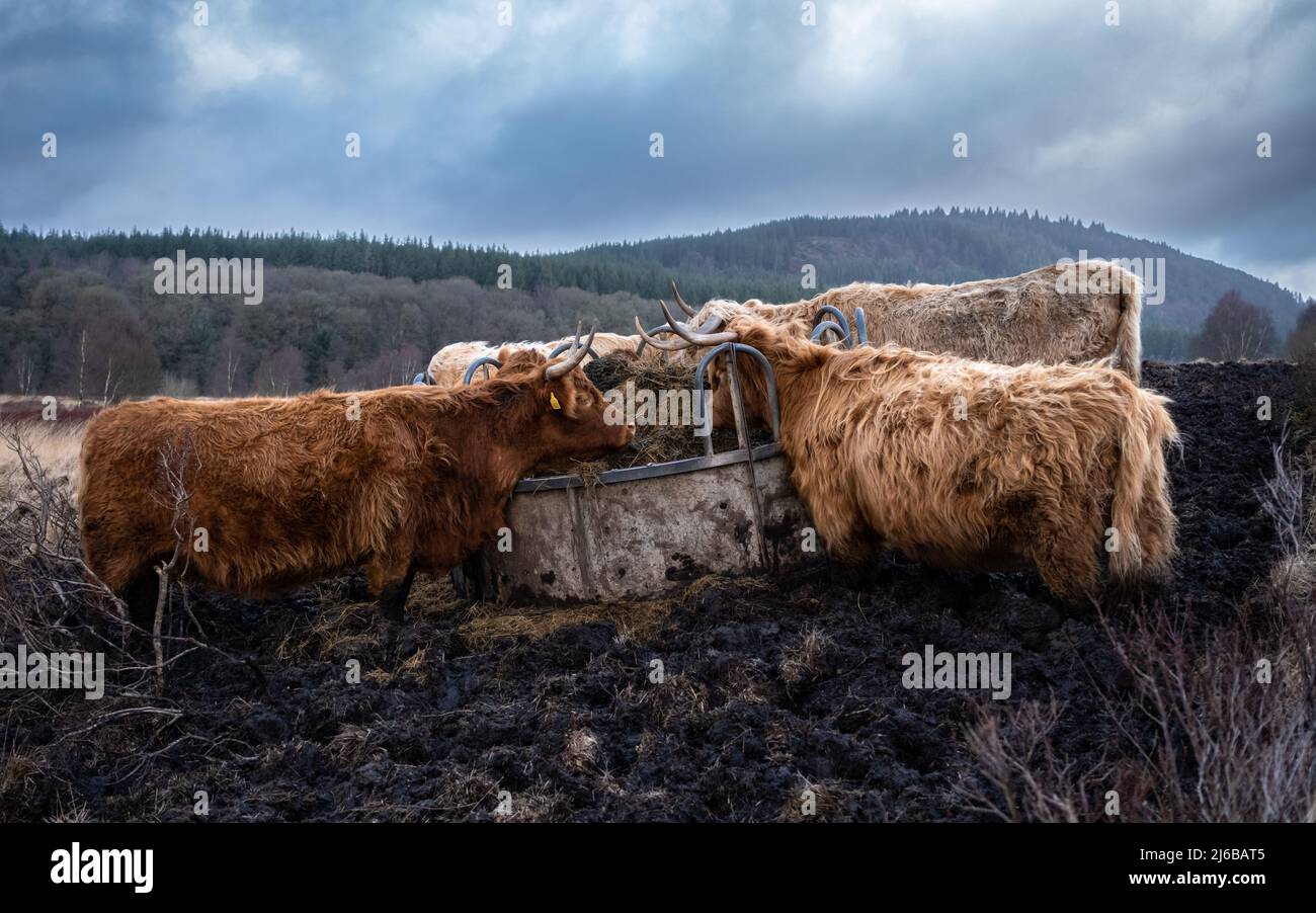 A highland cows feeding on grass from a feedlot in a Scottish field in winter Stock Photo