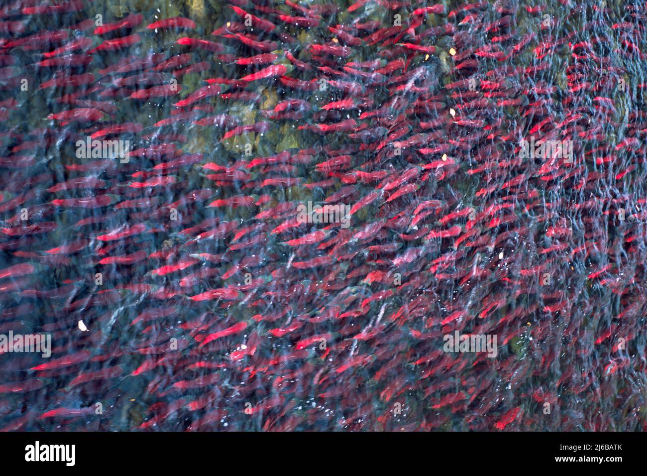 A schooling of Sockeye Salmons (Oncorhynchus nerka), swimming up the Adams River, Roderick Haig-Brown Provincial Park, British Columbia, Canada Stock Photo