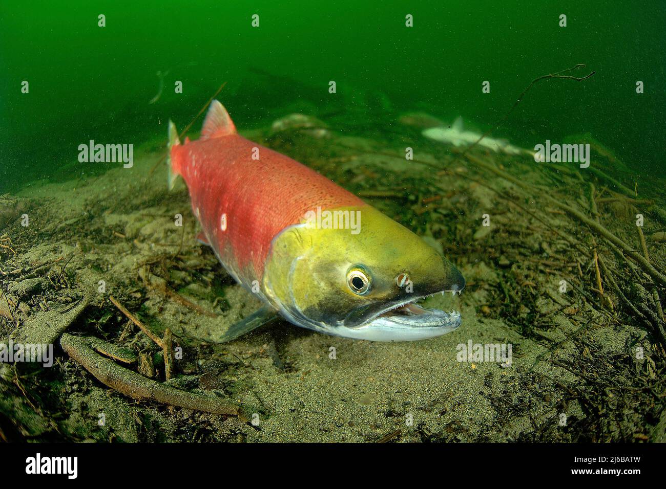 Salmon fish eggs underwater hires stock photography and images Alamy