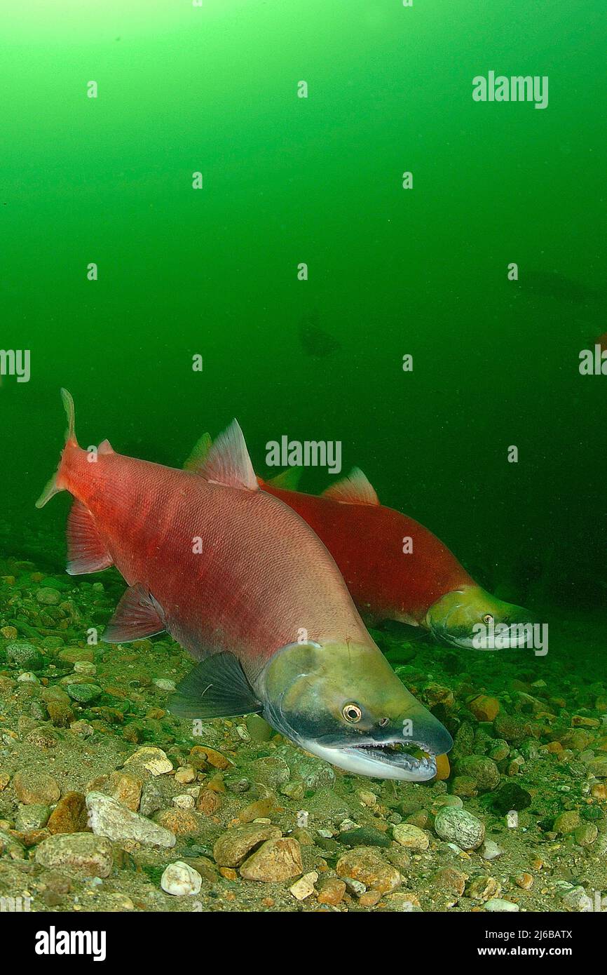 Sockeye Salmons (Oncorhynchus nerka), swimming up the Adams River