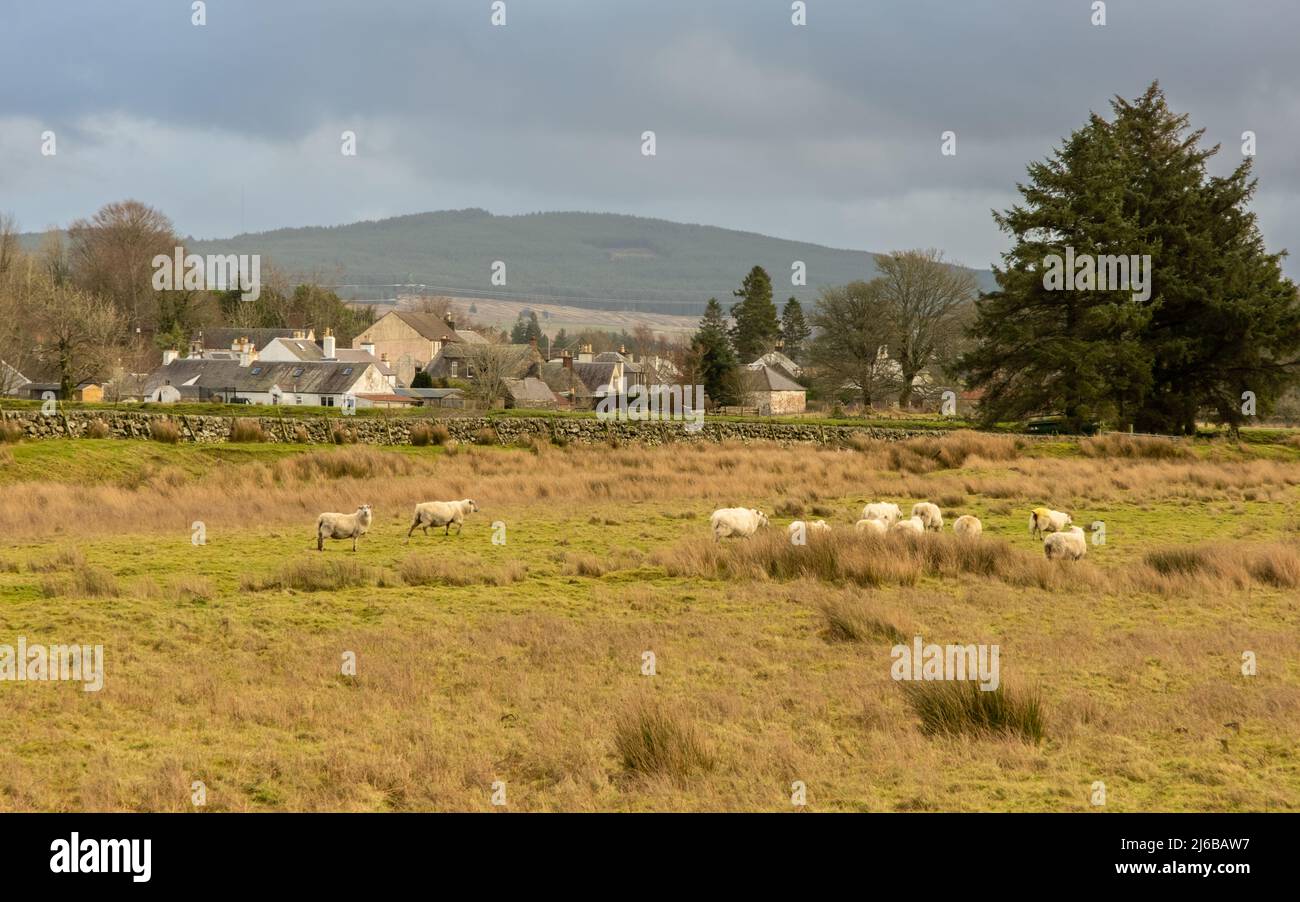 A flock of sheep in a Scottish field beside the town of Carsphairn, with Cairnsmore of Carsphairn in the background, Scotland Stock Photo