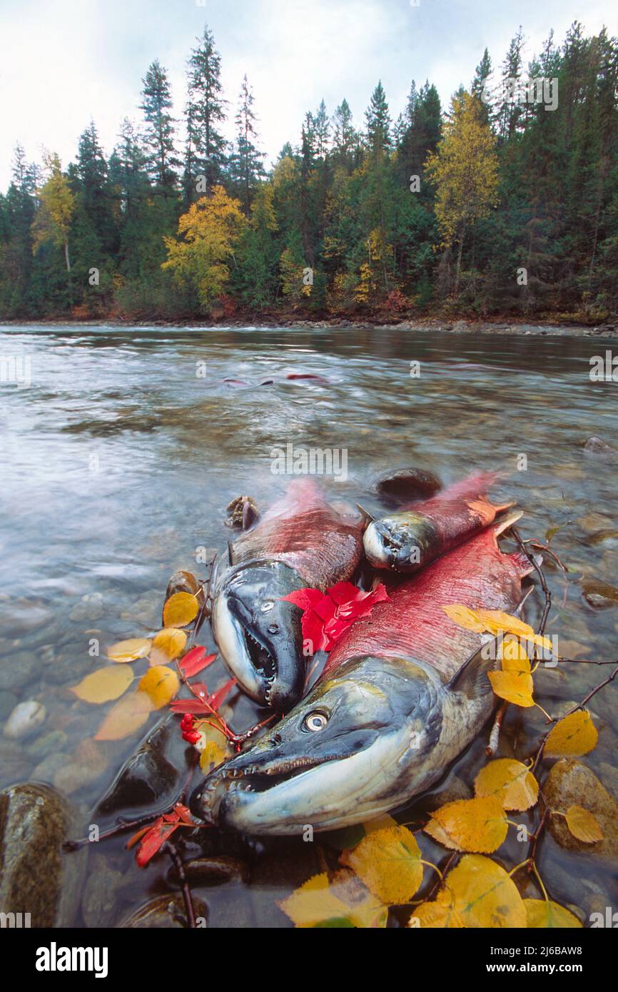 Dead Sockeye Salmons (Oncorhynchus nerka),at Adams River, died after spawn, Roderick Haig-Brown Provincial Park, British Columbia, Canada Stock Photo