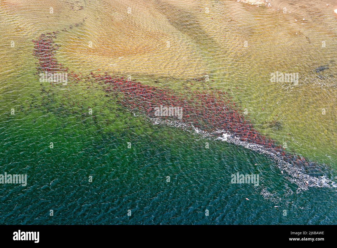 Aerial view, migration of Sockeye Salmons (Oncorhynchus nerka), swimming up the Adams River, Roderick Haig-Brown Provincial Park, British Columbia Stock Photo