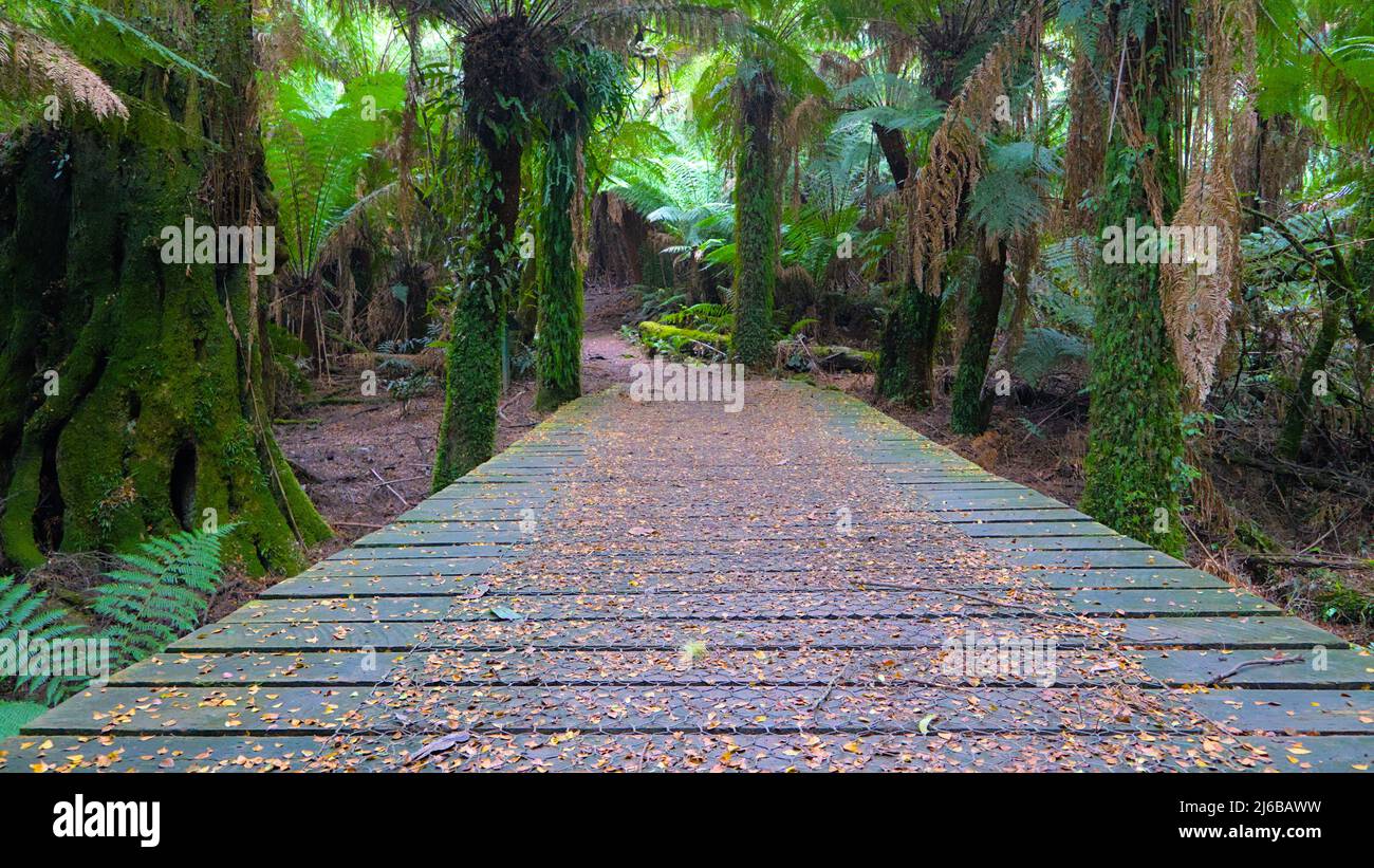 Wooden Bridge over creek within the Tarra-Bulga National Park Stock Photo