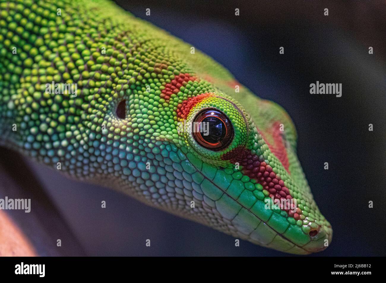 Colourful, Head and Shoulders Portrait of a Madagascan Giant Day Gecko (Phelsuma grandis) Stock Photo