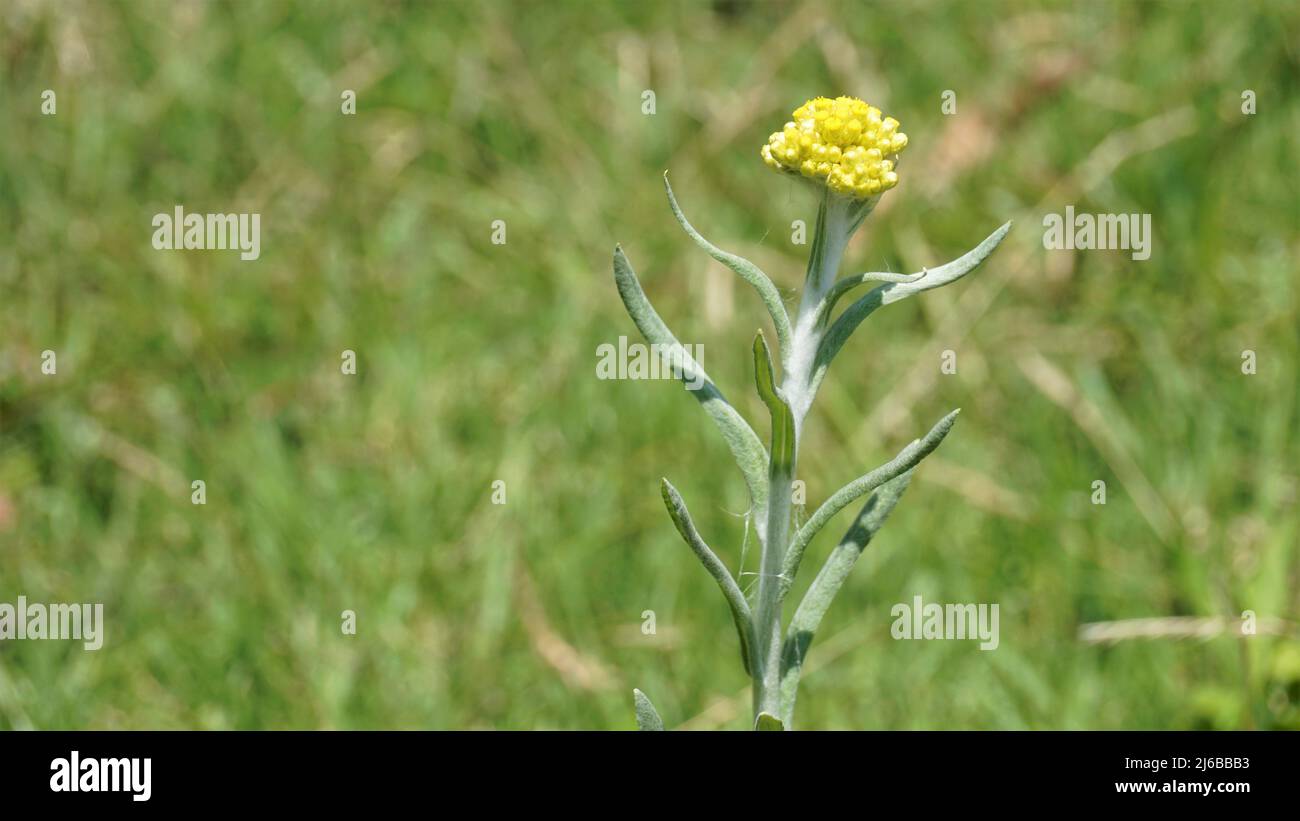 Flowers of Pseudognaphalium affine used to make rice flour pastry for the Qingming Festival. Also known as Gnaphalium affin, Helichrysum affine, Gnaph Stock Photo