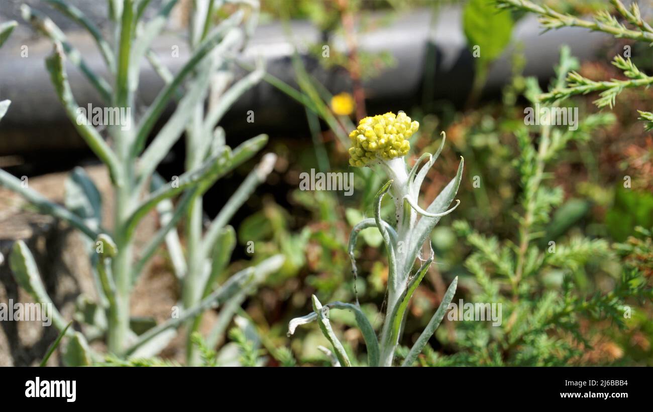 Flowers of Pseudognaphalium affine used to make rice flour pastry for the Qingming Festival. Also known as Gnaphalium affin, Helichrysum affine, Gnaph Stock Photo