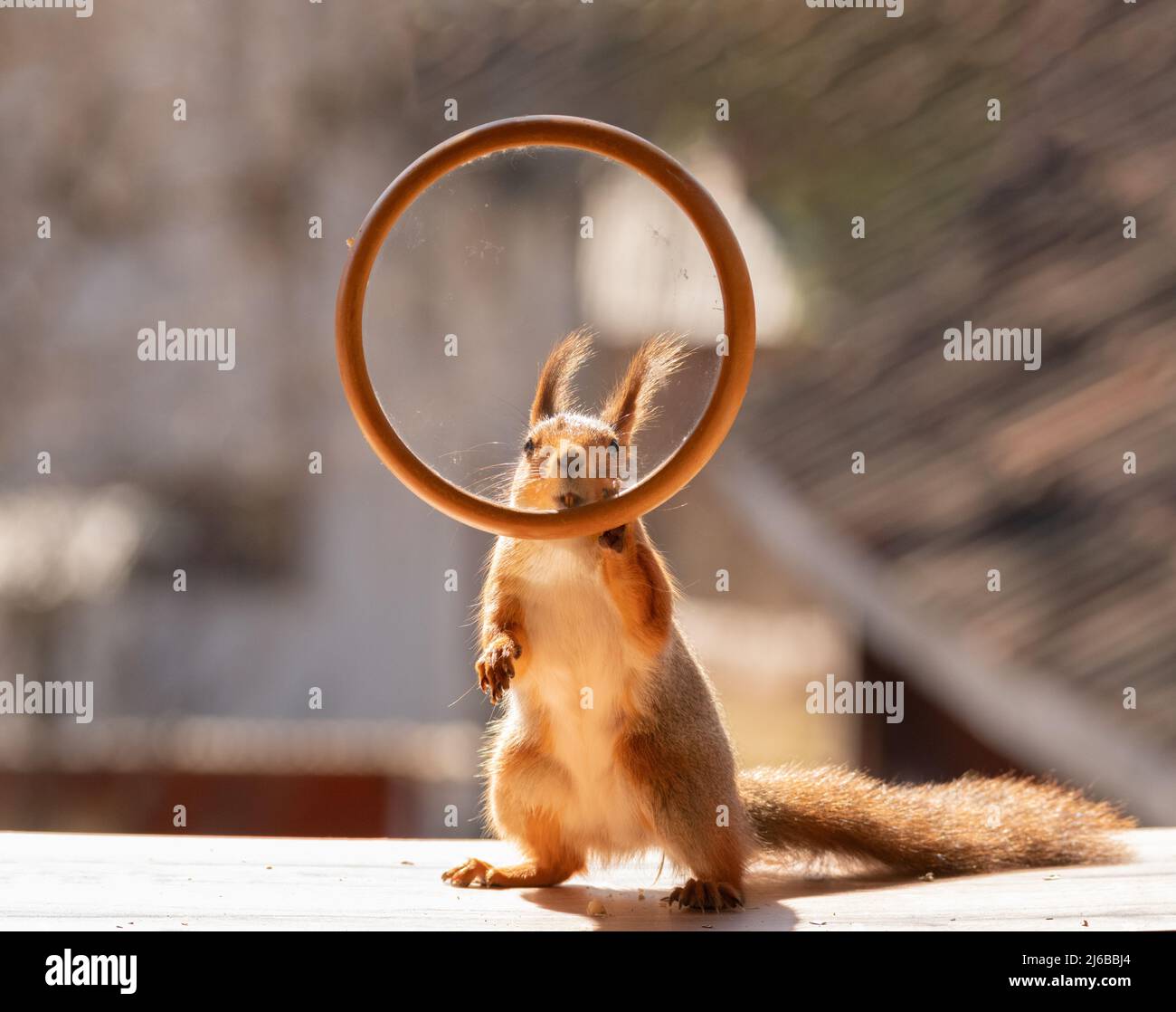 Red squirrel is holding a round window frame Stock Photo Alamy