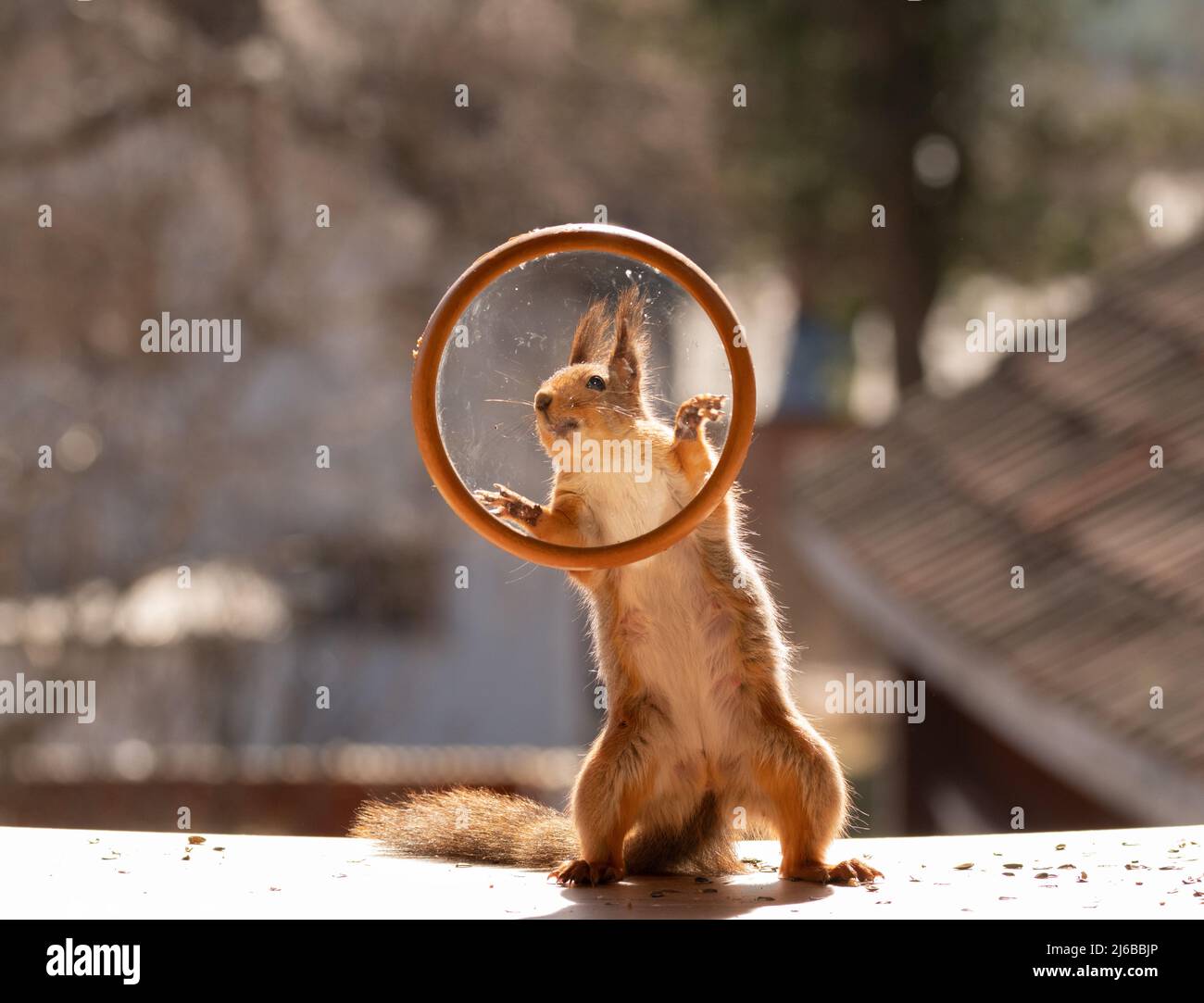 Red squirrel behind a round window frame Stock Photo Alamy