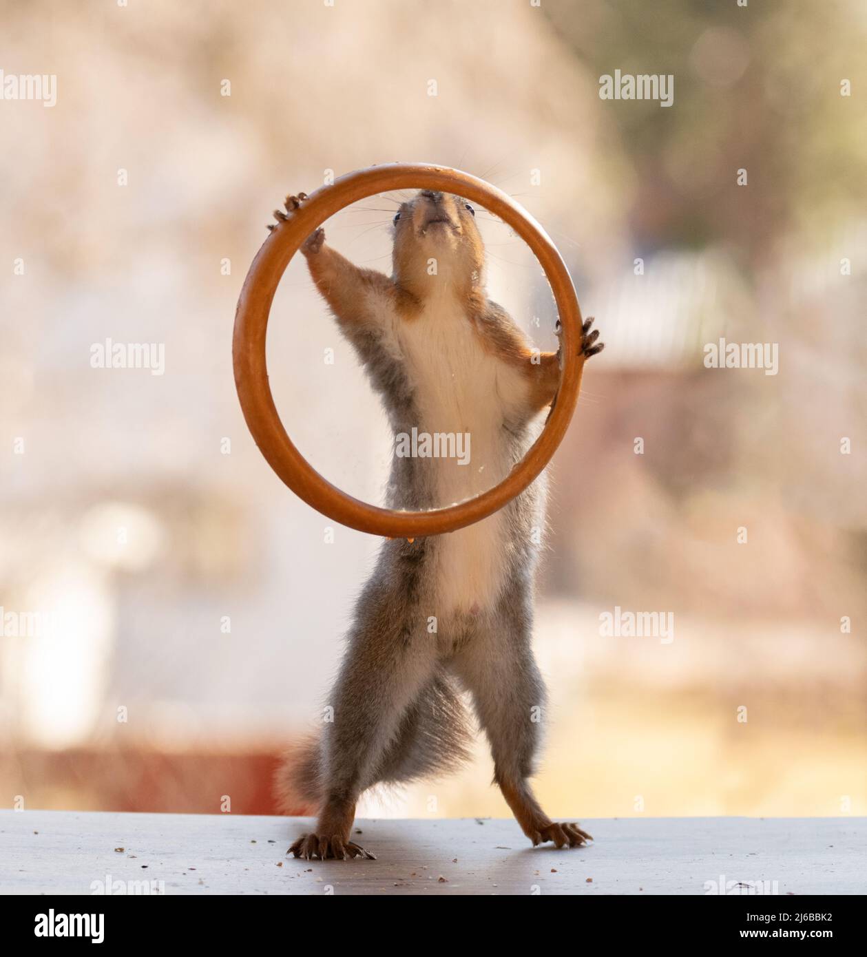 Red squirrel is holding a round window frame Stock Photo Alamy