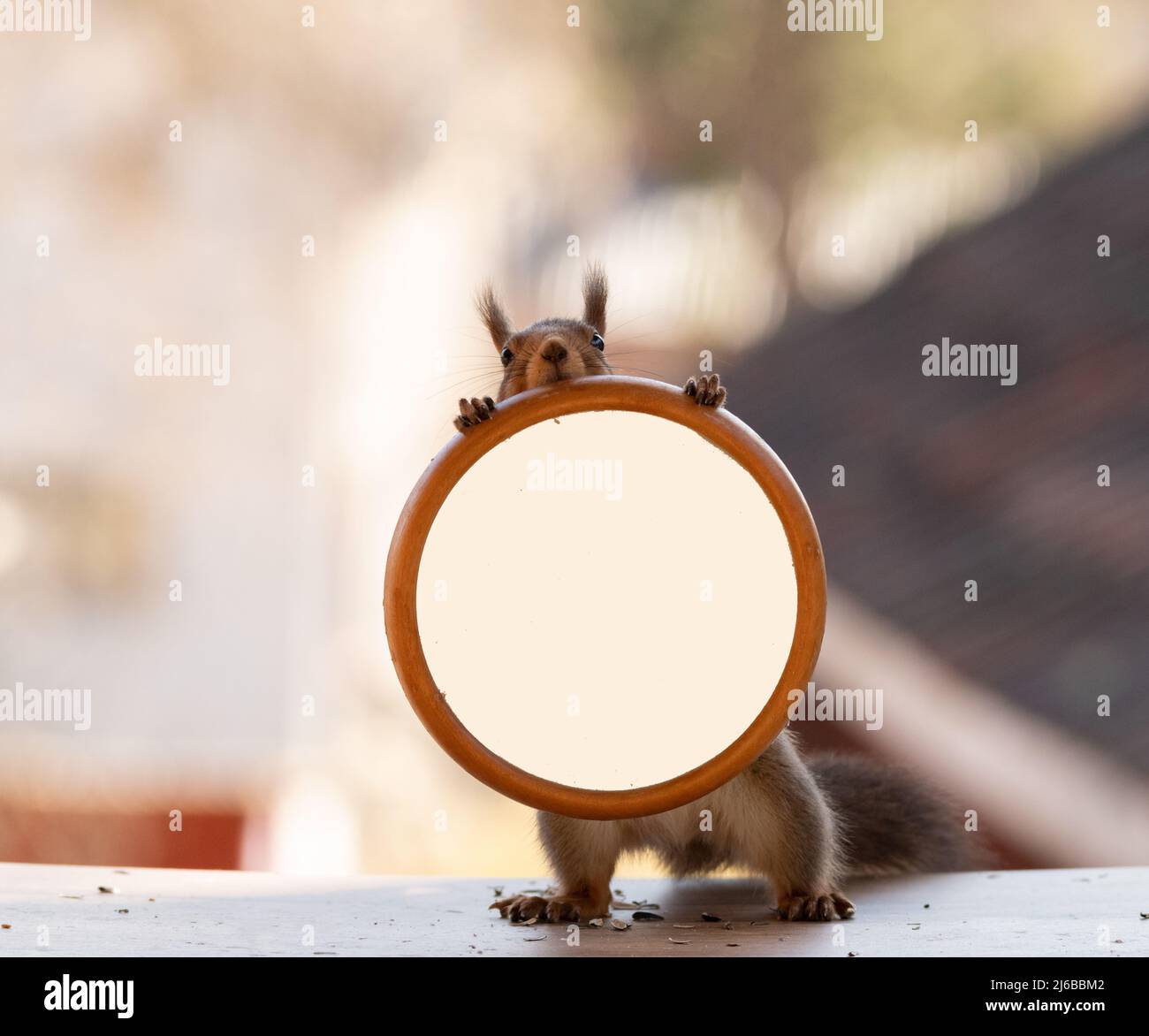 Red squirrel is holding a round window frame Stock Photo Alamy
