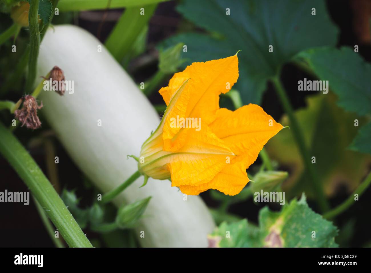 Yellow flower of  zucchini, close up photo with selective soft focus Stock Photo