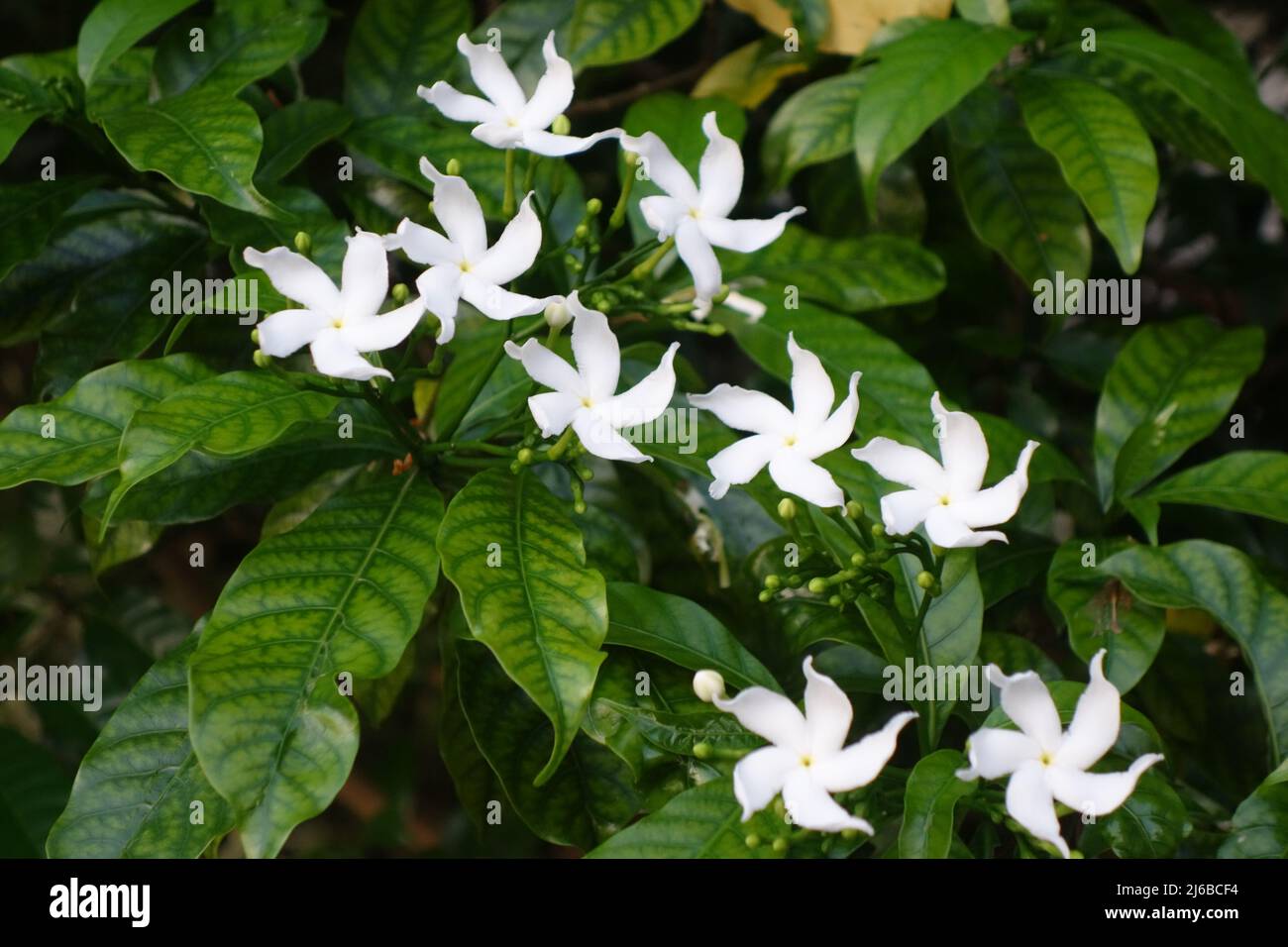 Jasmine bush with green leaves and white blossoms Stock Photo