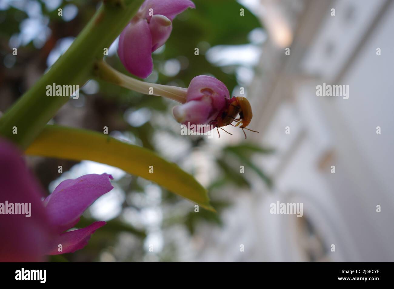 Purple orchid with two yellow beetles against a blurred background Stock Photo