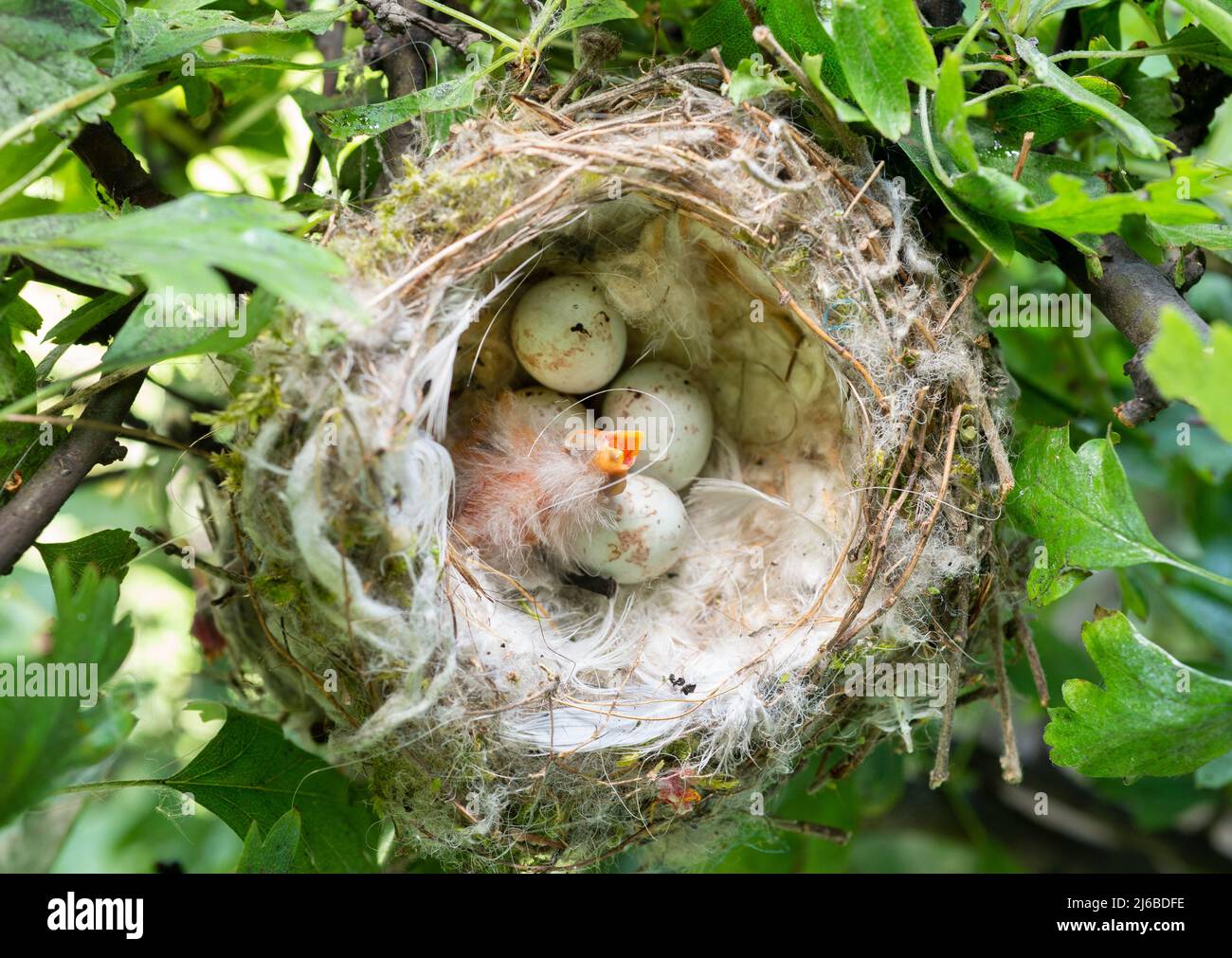 European Goldfinch, Carduelis carduelis, nest with four eggs and one altricial nestling, springtime, London, United Kingdom Stock Photo