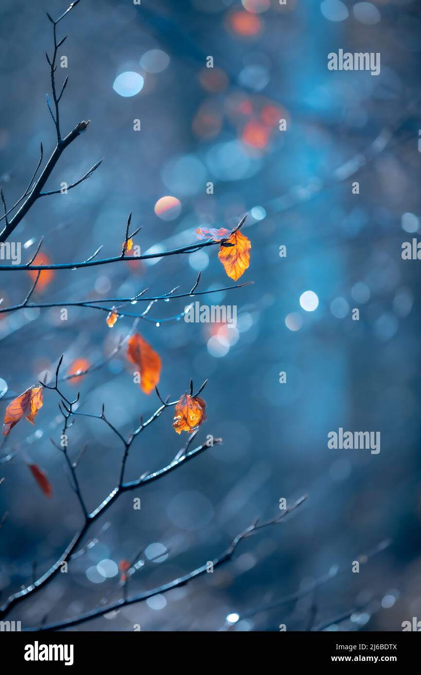 Fall or autumn landscape with the last rusty leaves on the branches Stock Photo