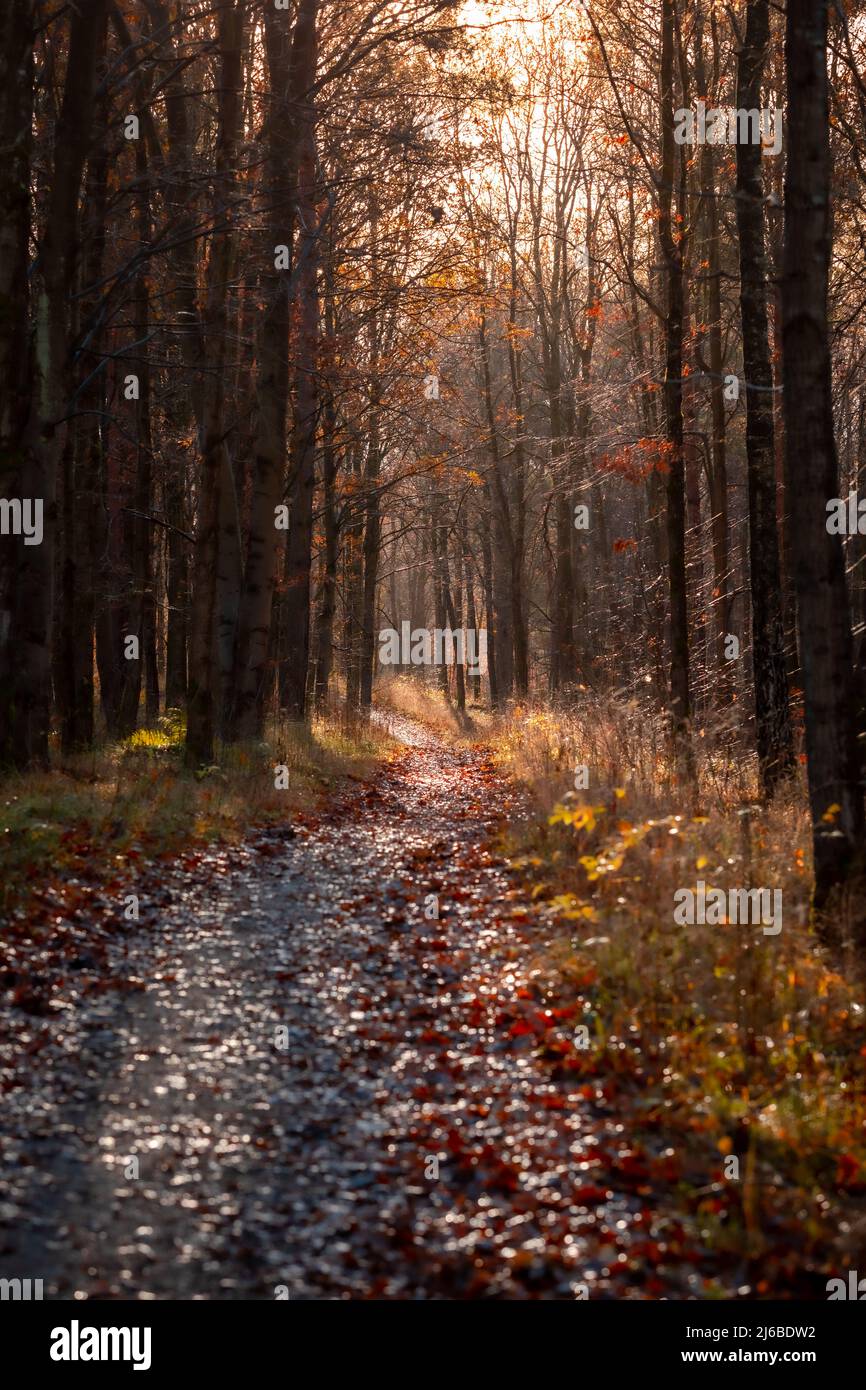 Forest Pathway with many leafs on the trail in the Scandinavian Forest in Denmark Stock Photo