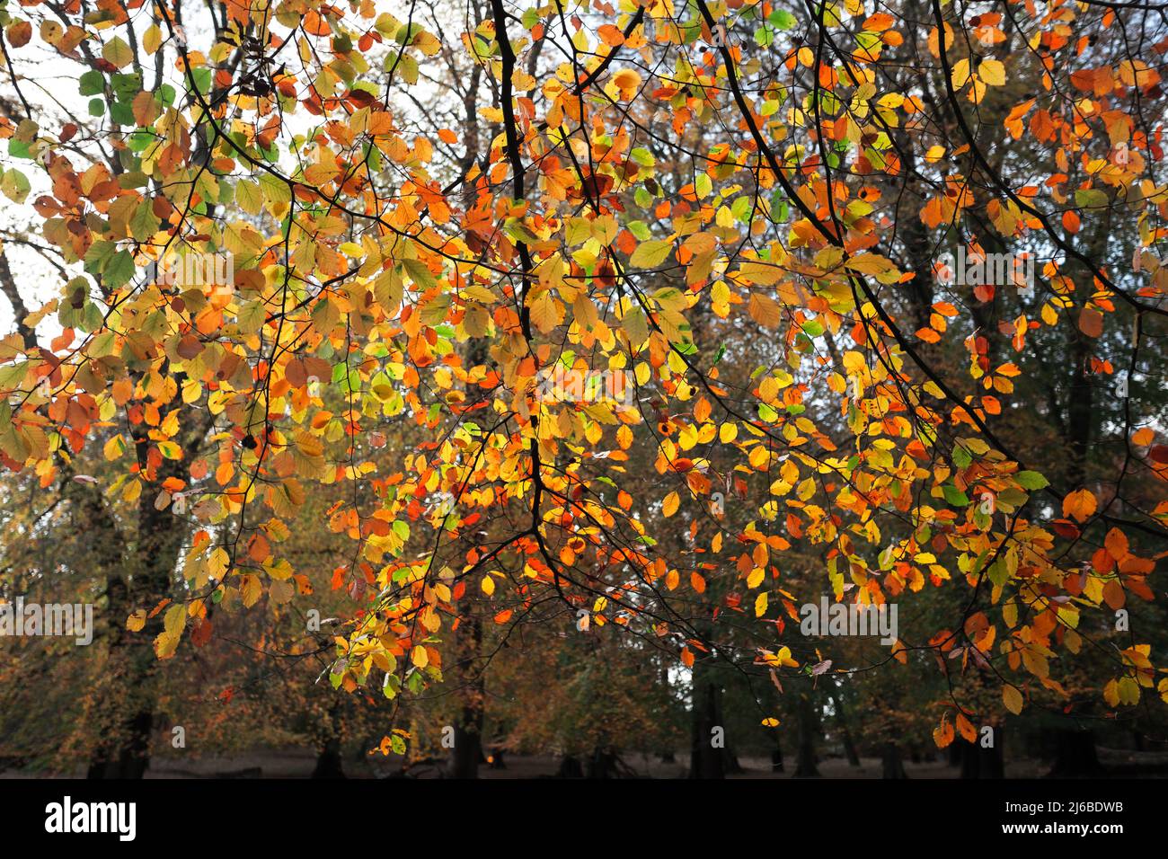 Fall or Autumn day with rusty, sharp, vivid and rich color leafs in the Scandinavian forest. Stock Photo