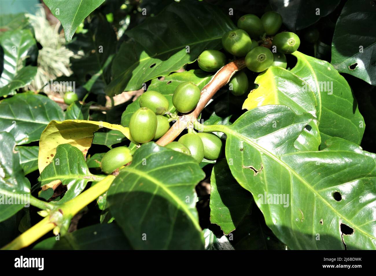 Green unripe coffee beans at the bush Stock Photo