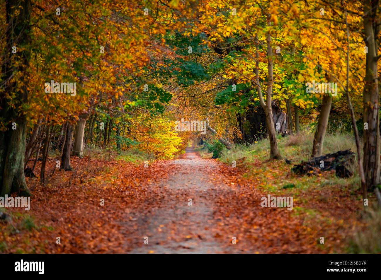 Fall or Autumn day with rusty, sharp, vivid and rich color leafs on the beautiful path in the Scandinavian forest. Stock Photo