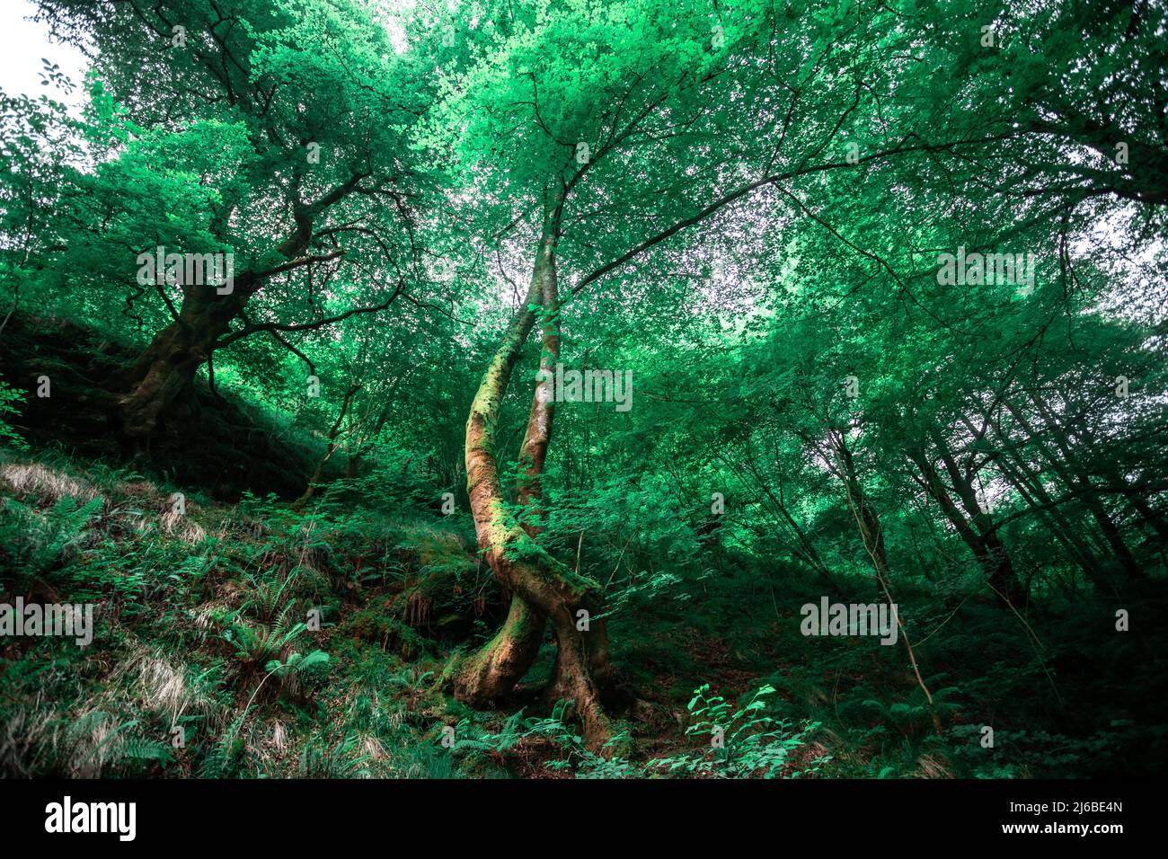 Coiled Trees fine art in the green forest of Haute-Soule, France Stock ...
