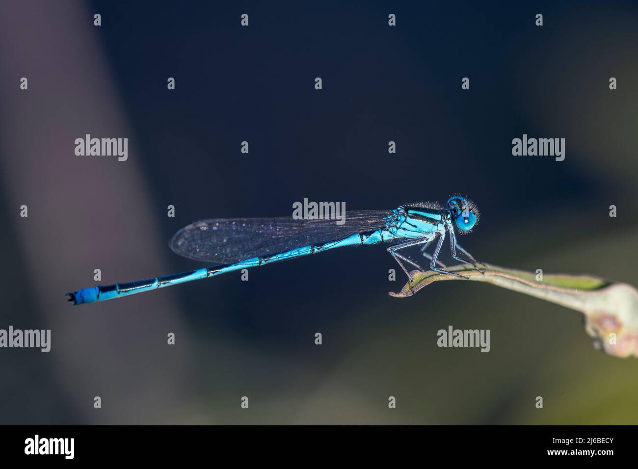 Goblet-marked damselfly (Erythromma lindenii or Cercion lindenii) is a medium-sized blue-and-black (or green-and-black) damselfly, male. Stock Photo