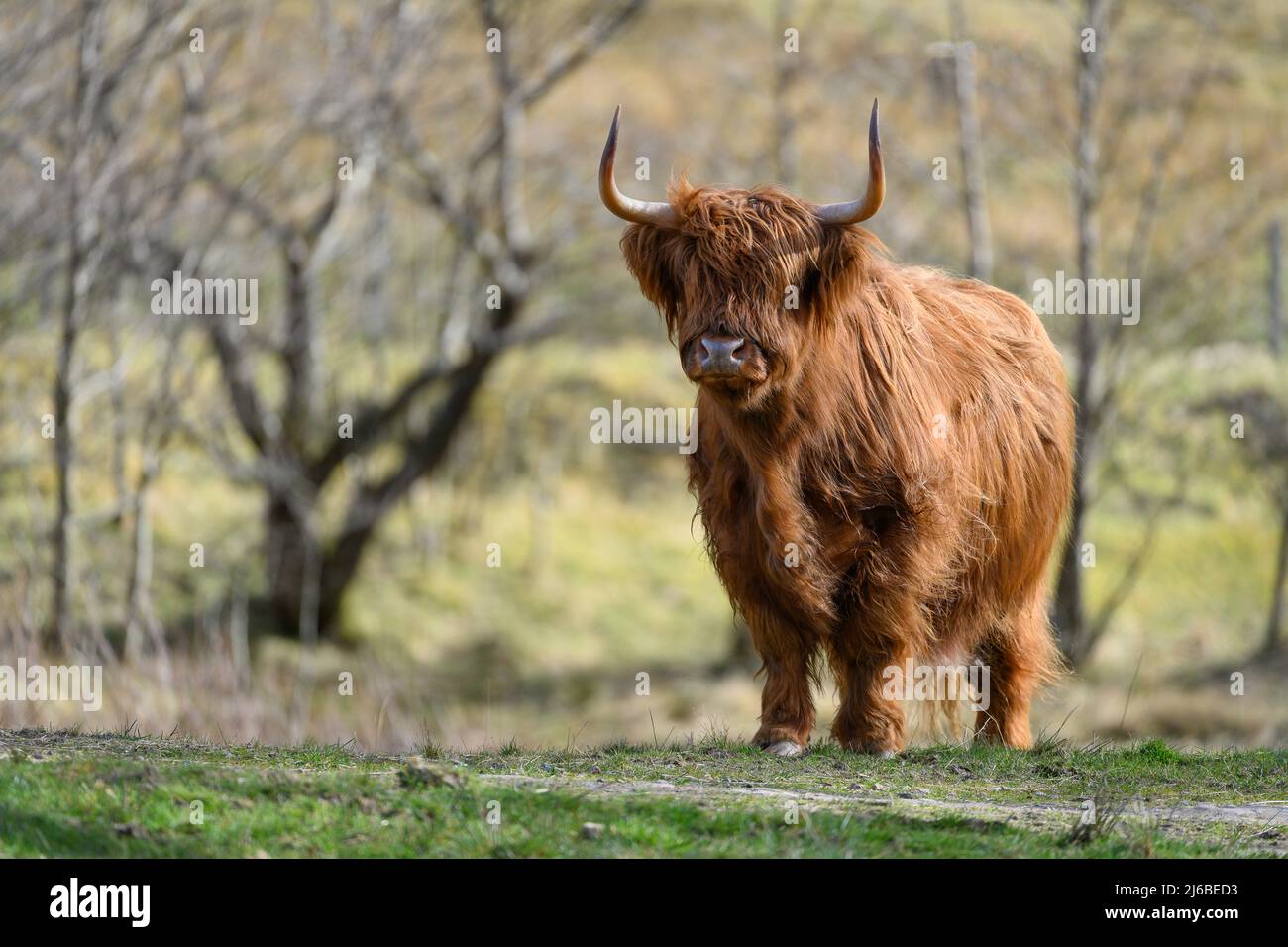 Highland cow in the Scottish Highlands, Scotland, UK Stock Photo - Alamy