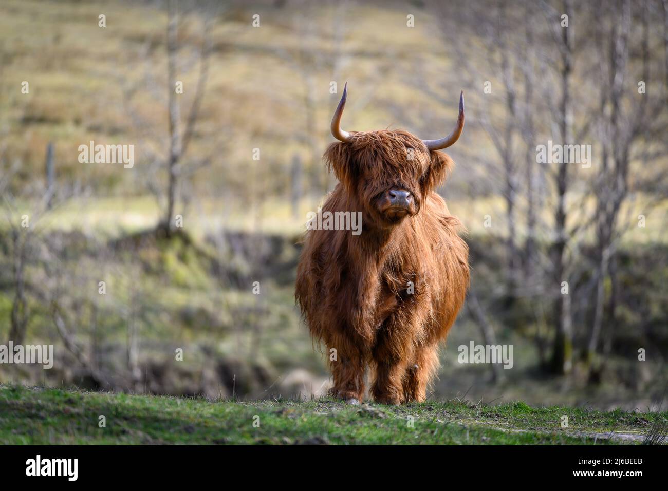 Highland cow in the Scottish Highlands, Scotland, UK Stock Photo - Alamy