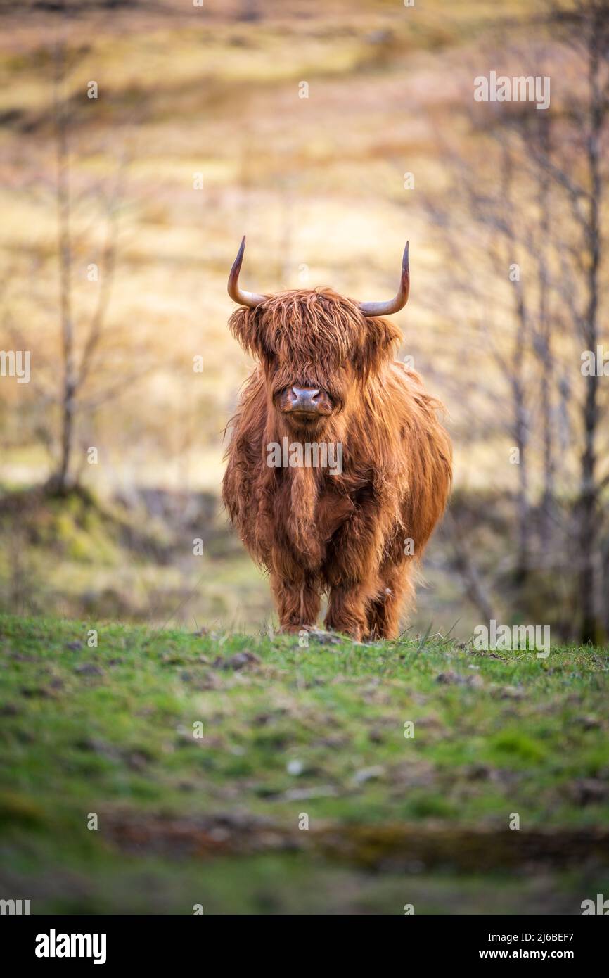 Highland cow in the Scottish Highlands, Scotland, UK Stock Photo - Alamy