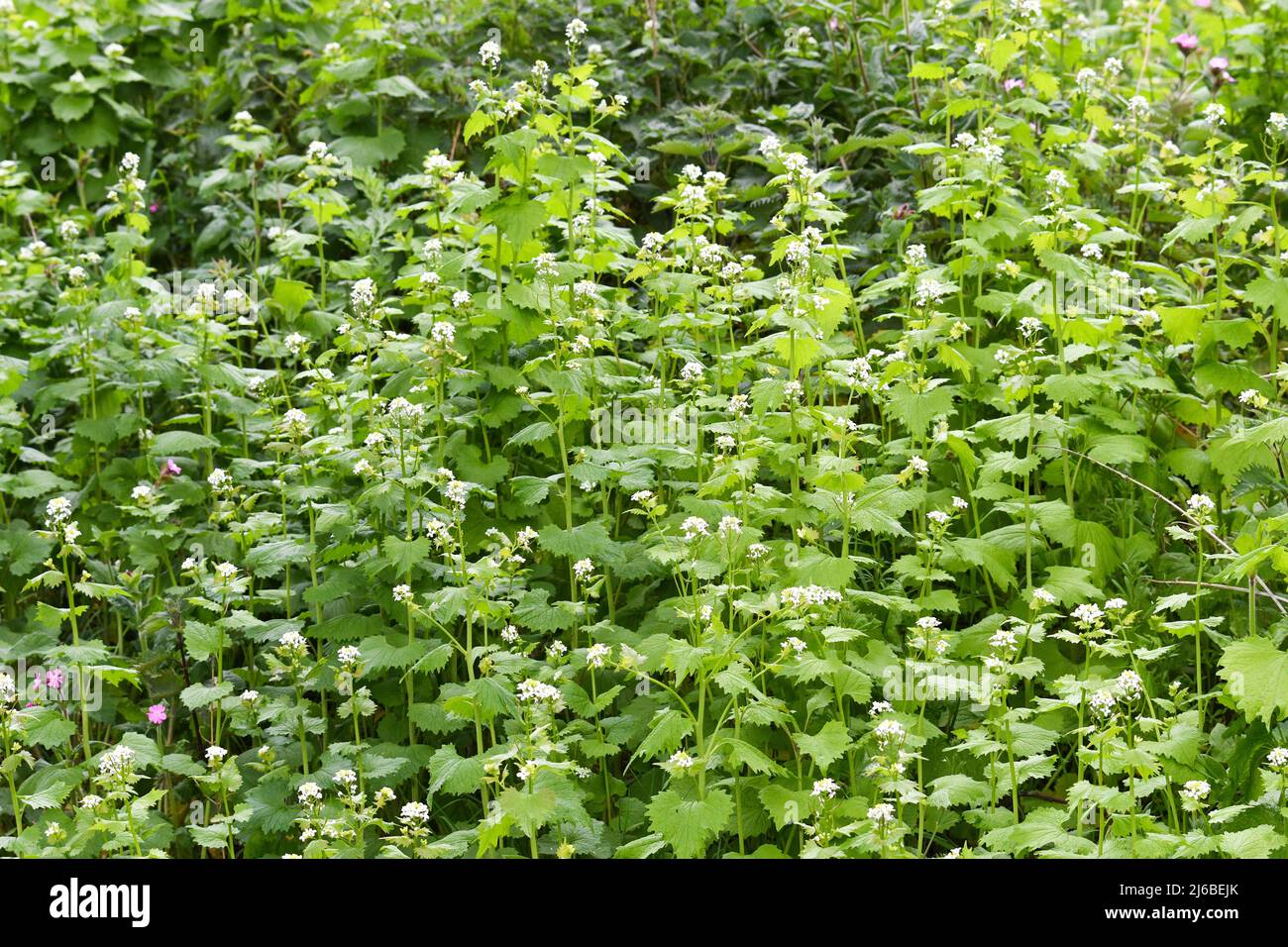 White wild flowers hi-res stock photography and images - Alamy
