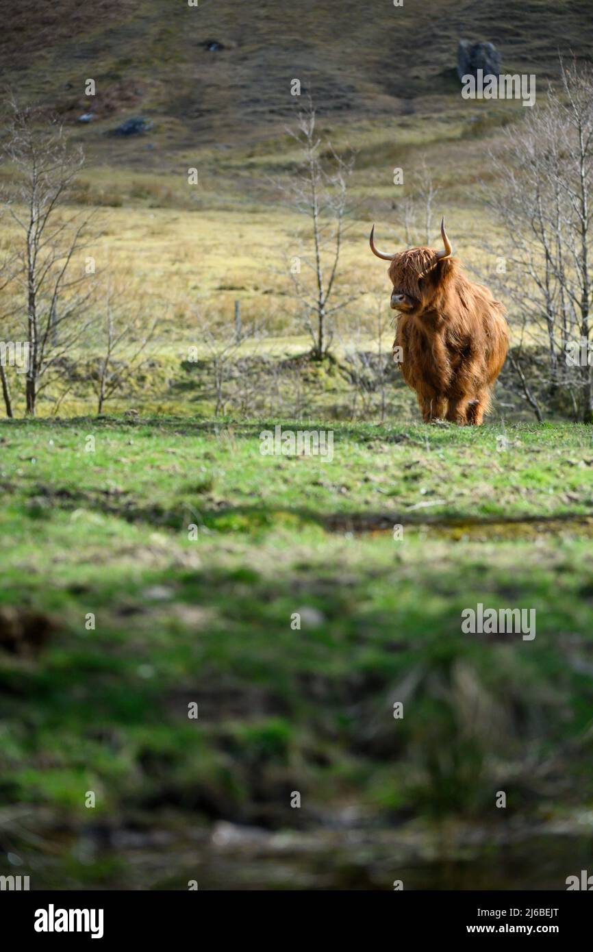 Highland cow in the Scottish Highlands, Scotland, UK Stock Photo - Alamy