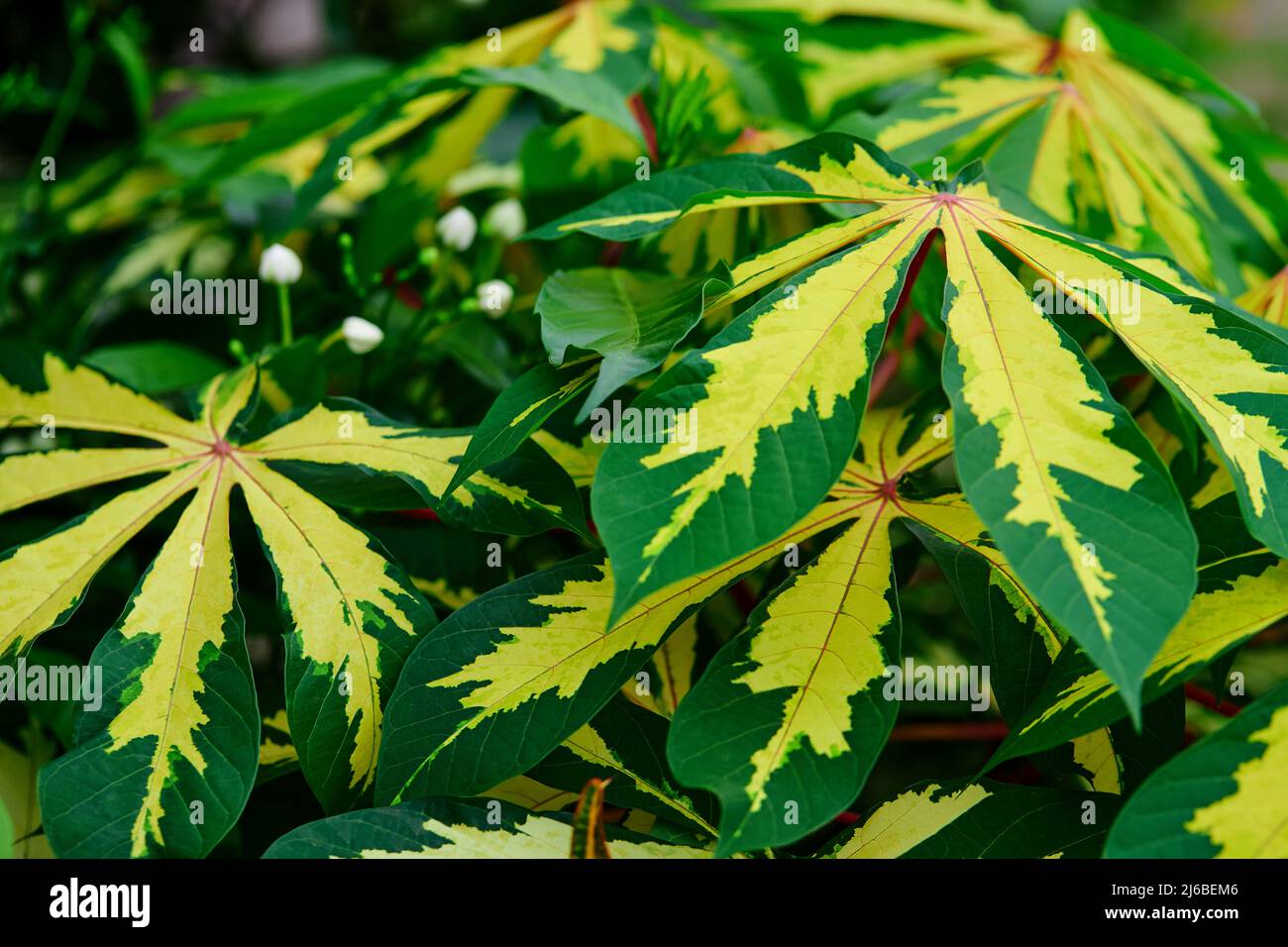 A beautiful of the variegated leaves Stock Photo