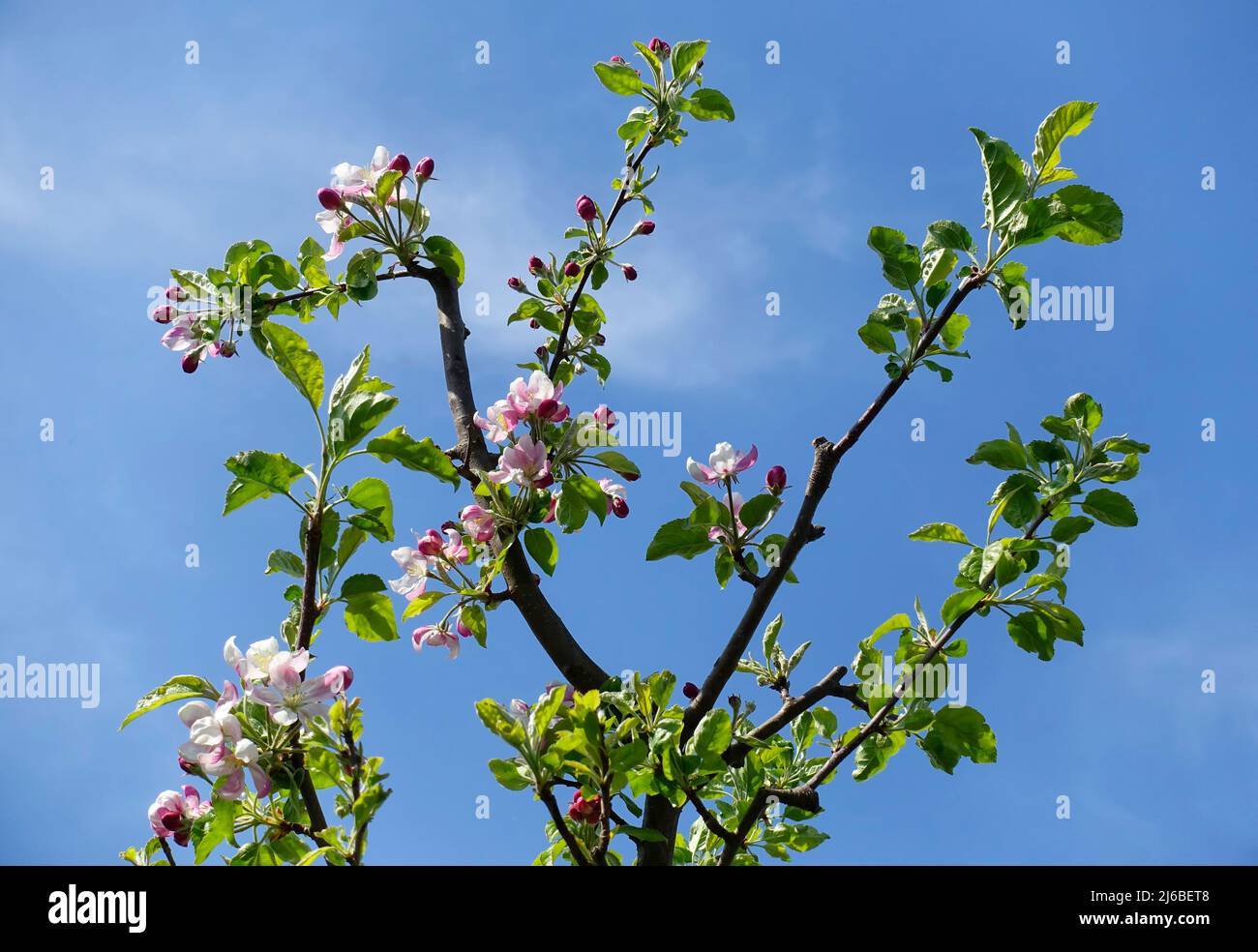 Apple Tree Carnival, Malus Karneval Stock Photo Alamy