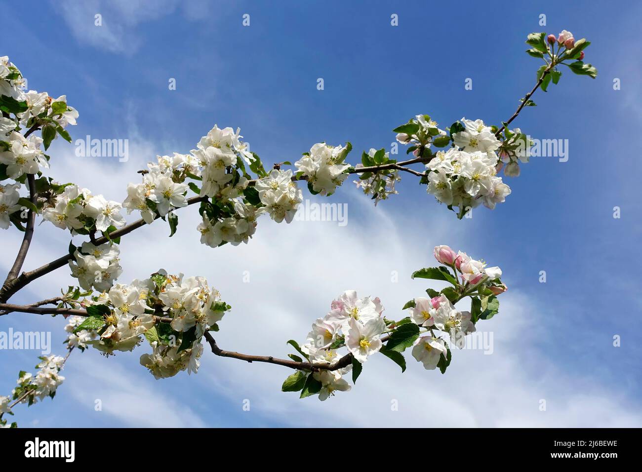Apple Tree Carnival, Malus Karneval Stock Photo Alamy