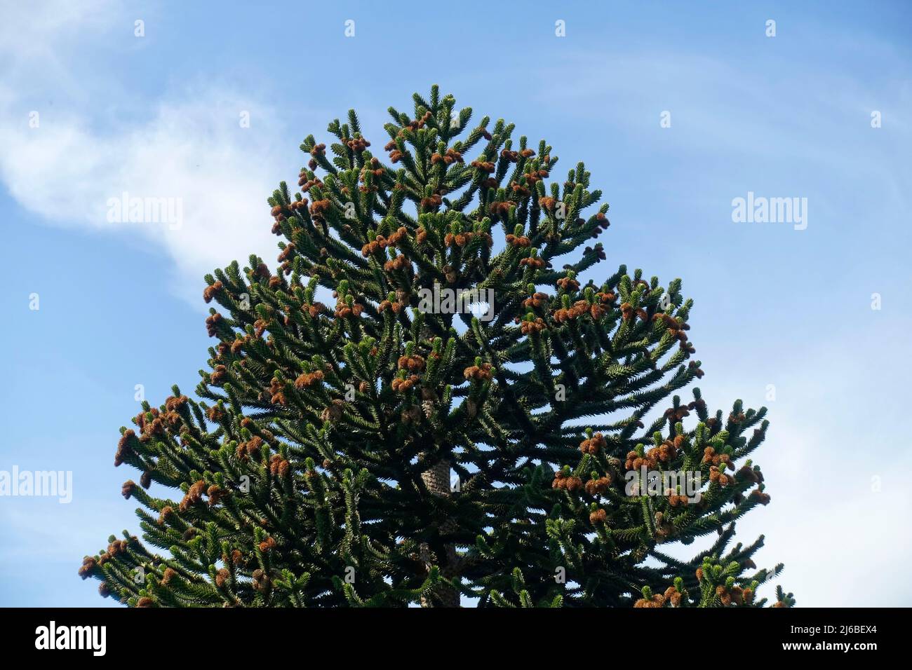 Araucaria araucana (commonly called the monkey puzzle tree, monkey tail tree, piñonero, or Chilean pine) is an evergreen tree Stock Photo