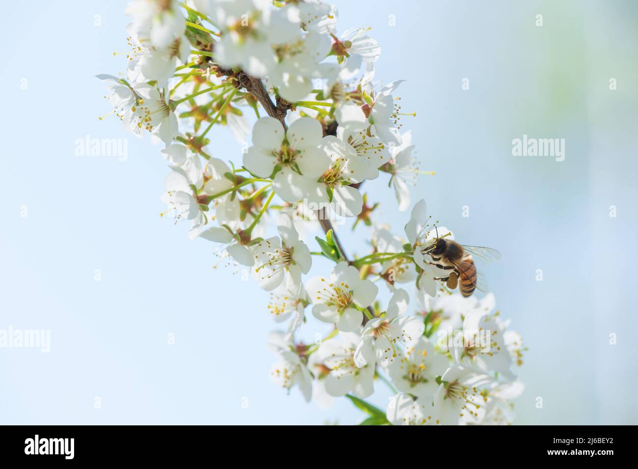 Domestic honeybee feeding nectar and pollinating Cherry plum or Myrobalan plum flowers. Blooming fruit tree in springtime. Stock Photo