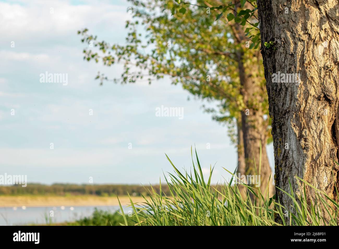 Promenade along the river. A close up at the tree and grass. Stock Photo