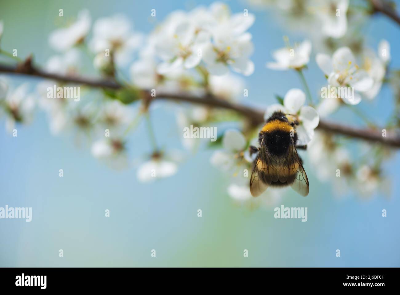 Bumblebee feeding nectar and pollinating Cherry plum or Myrobalan plum flowers. Blooming fruit tree in springtime. Stock Photo