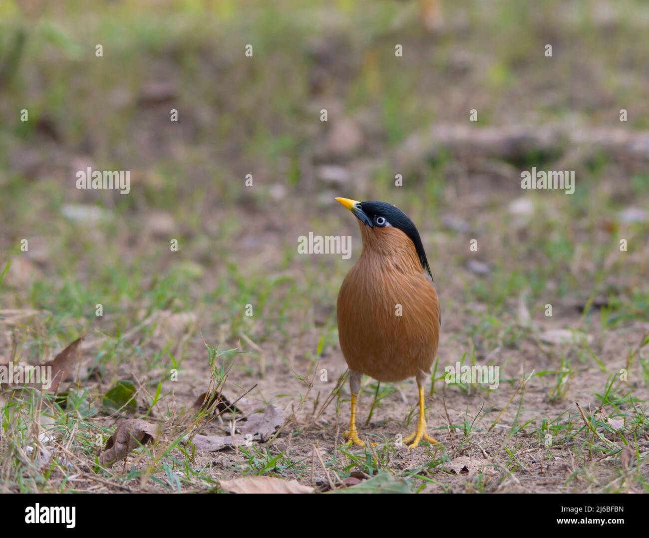 Brahminy Starling perched on ground Stock Photo