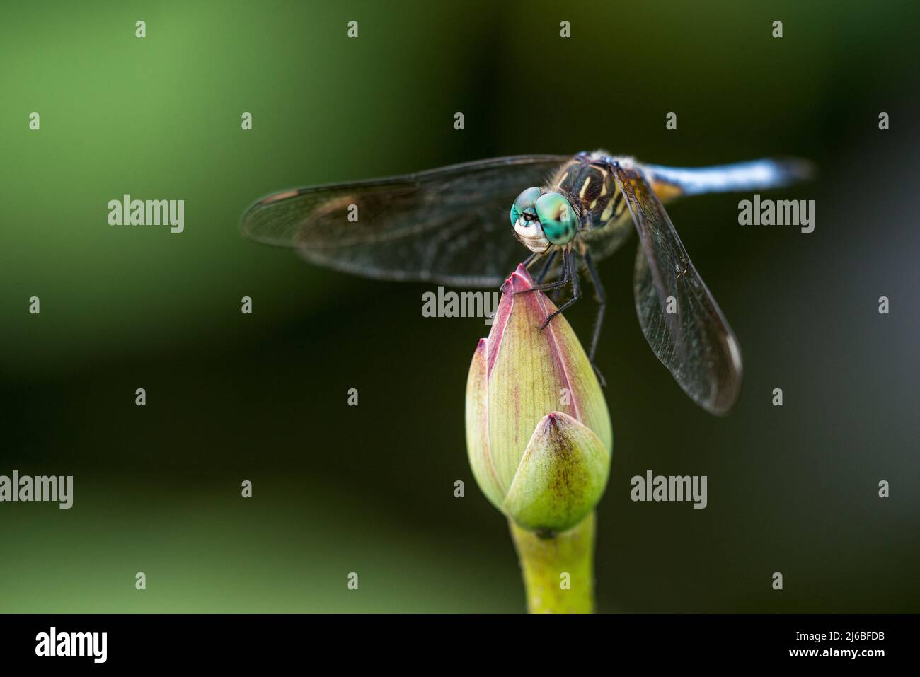 The blue dasher (Pachydiplax longipennis) is a dragonfly of the skimmer