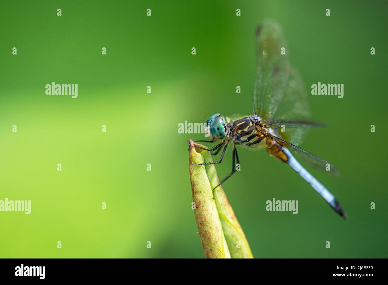 The blue dasher (Pachydiplax longipennis) is a dragonfly of the skimmer ...
