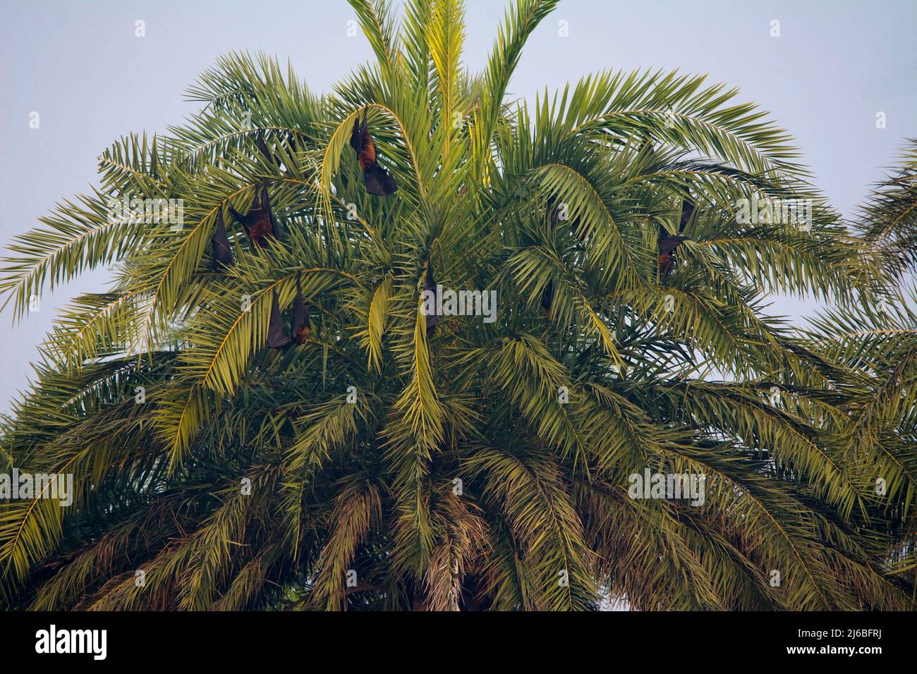Little red flying fox pteropus hi-res stock photography and images - Alamy