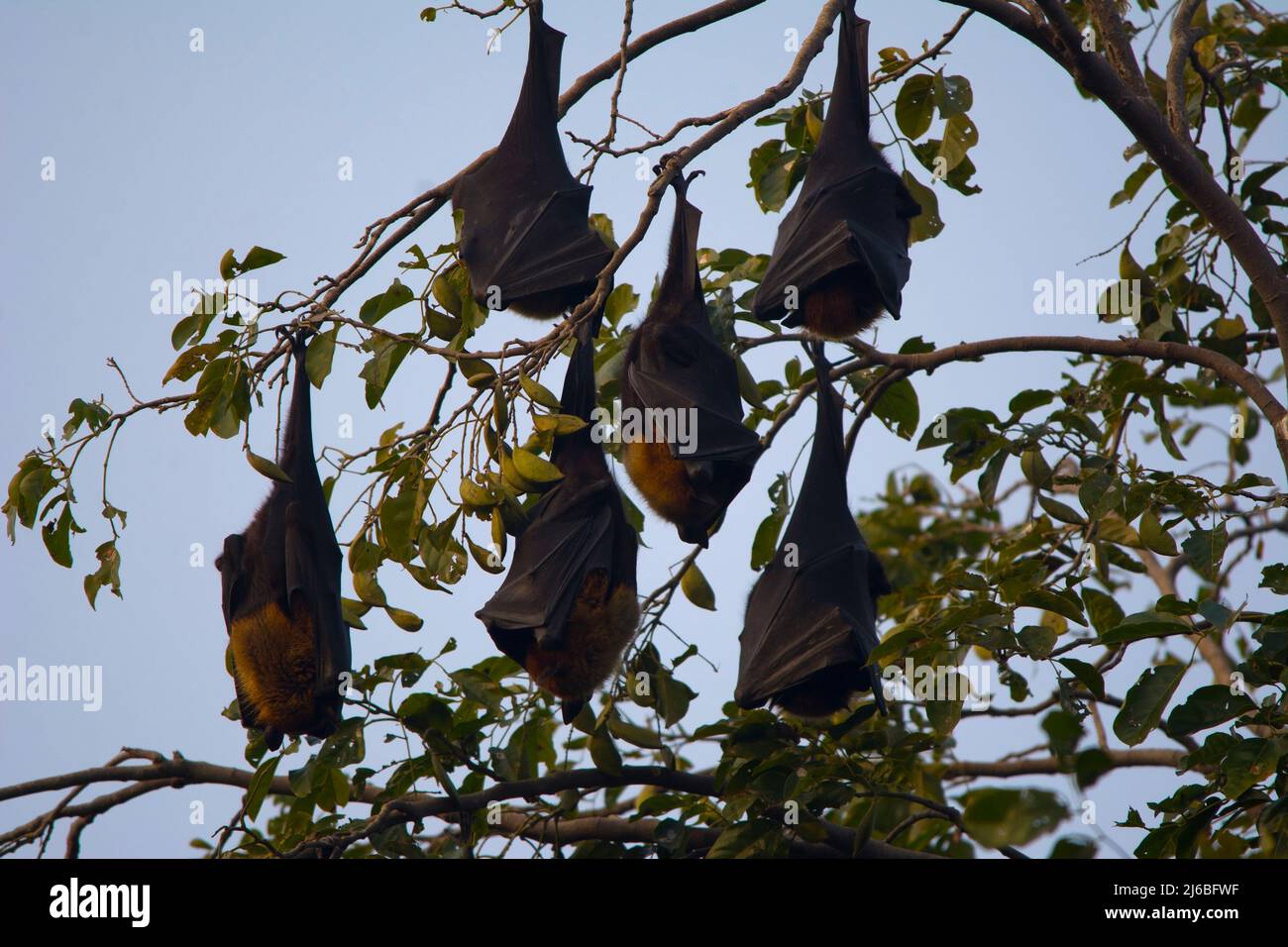 Little red flying foxes hi-res stock photography and images - Alamy