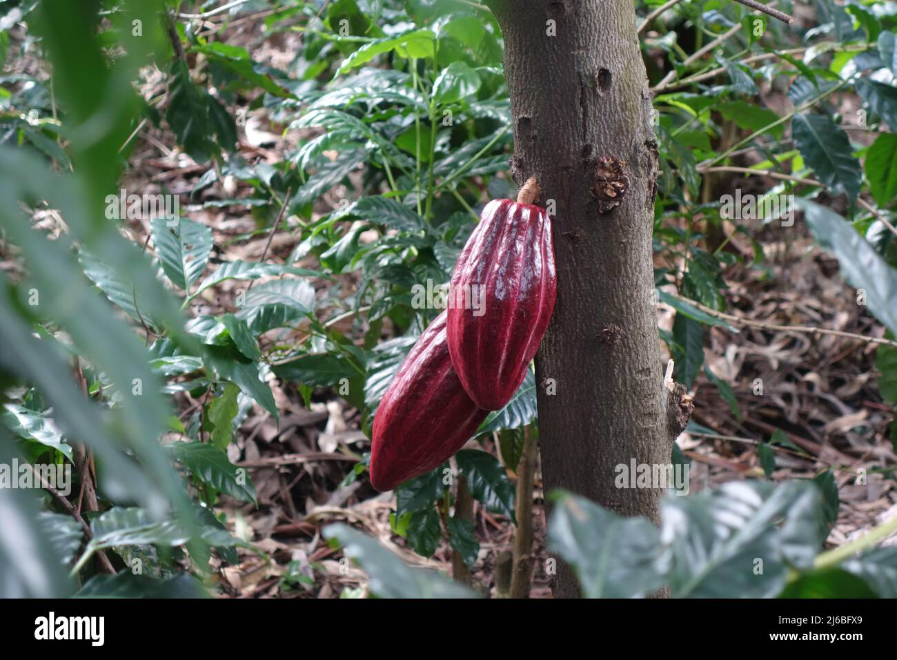 Two red cocoa beans on the tree Stock Photo