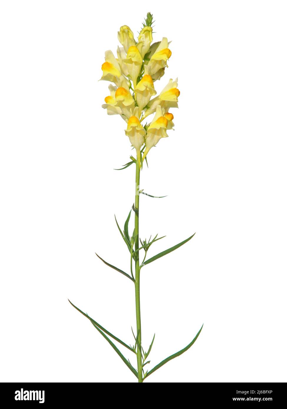 Yellow flowers of toadflax isolated on white, Linaria vulgaris Stock Photo